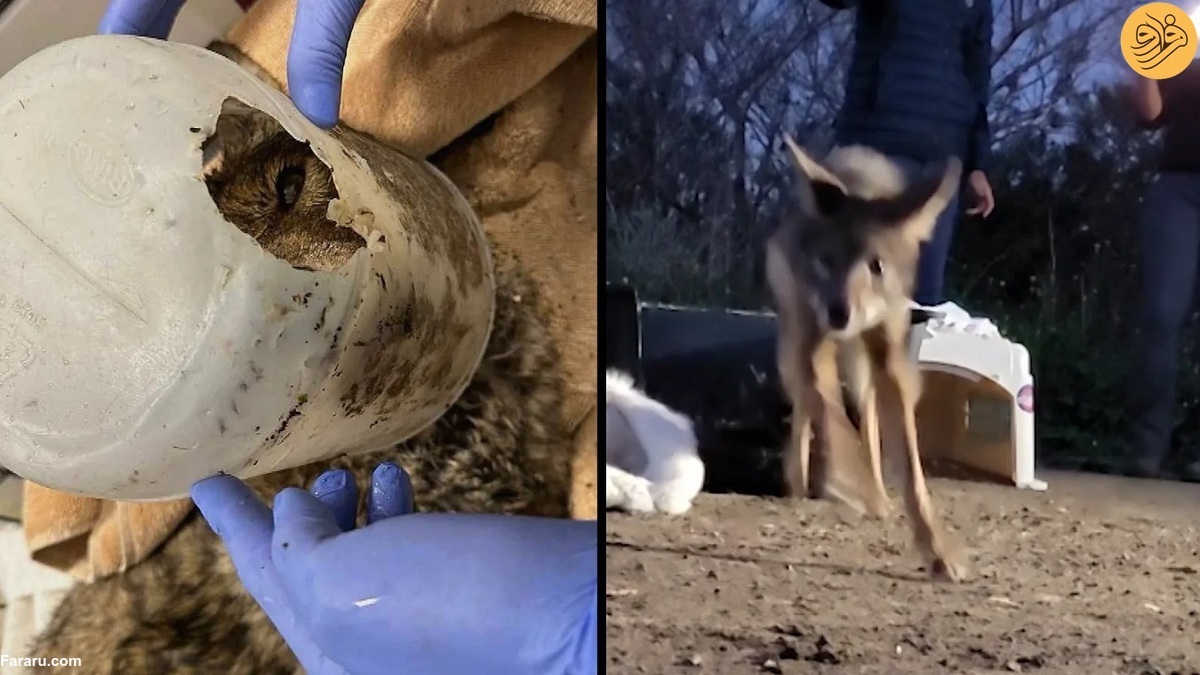 ویدیو | گیر کردن سر یک گرگ در سطل پلاستیکی