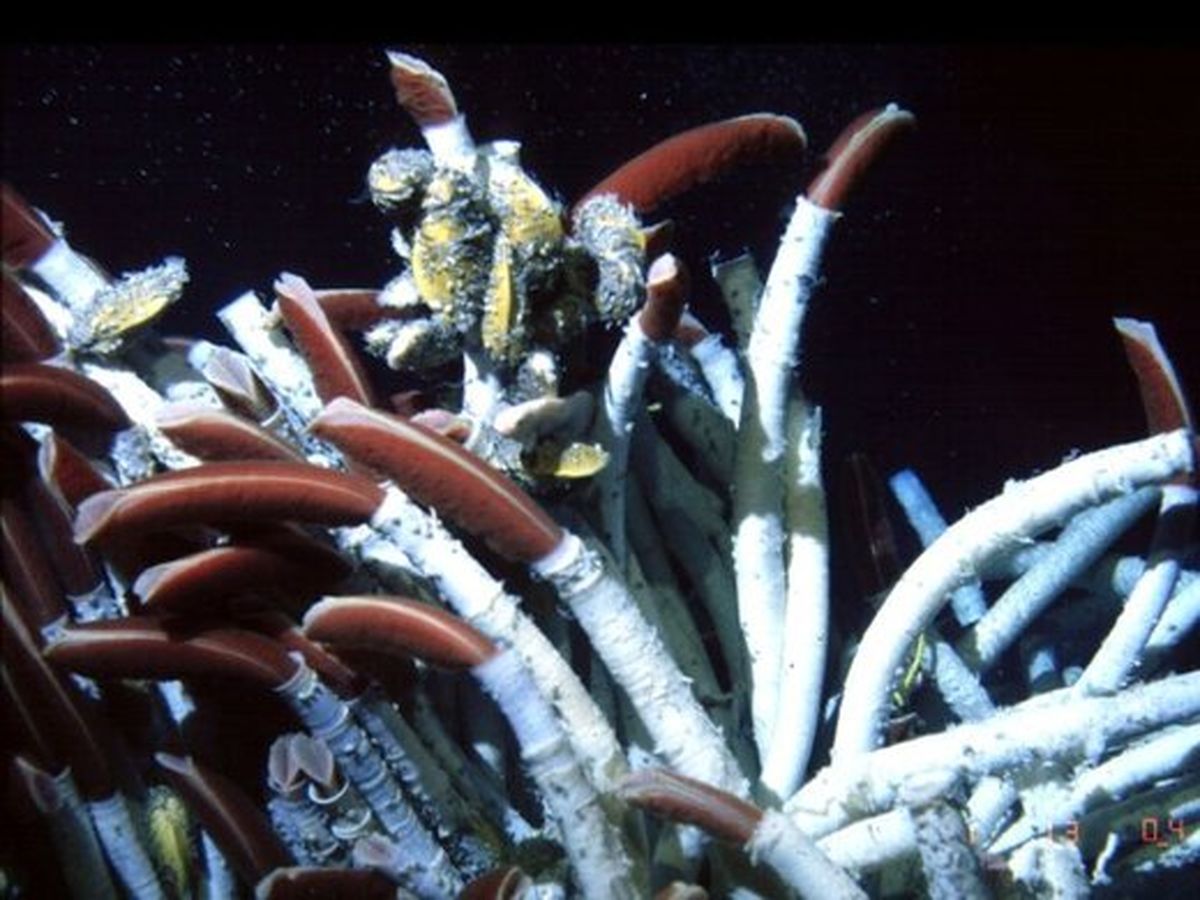 کشف موجود عجیبی که ۸۰۰۰ فوت زیر سطح اقیانوس زندگی می‌کند !