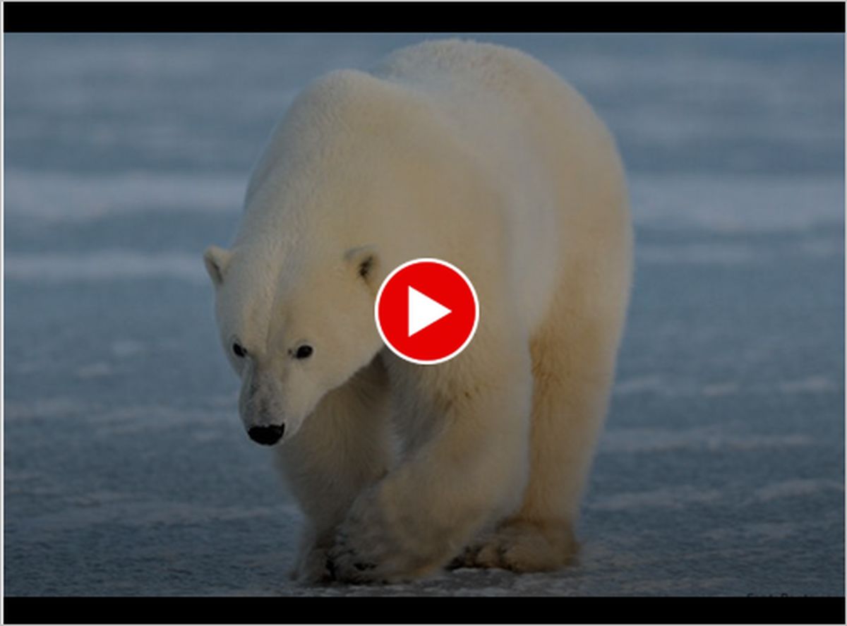 ببینید | چگونه خرس قطبی از قوانین فیزیک برای عبور از یخ نازک استفاده کرد !
