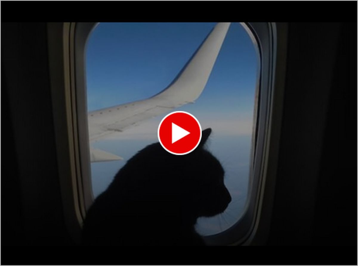 ببینید | گربه بازیگوشی که کابین هواپیمای مسافربری را به هم ریخت!