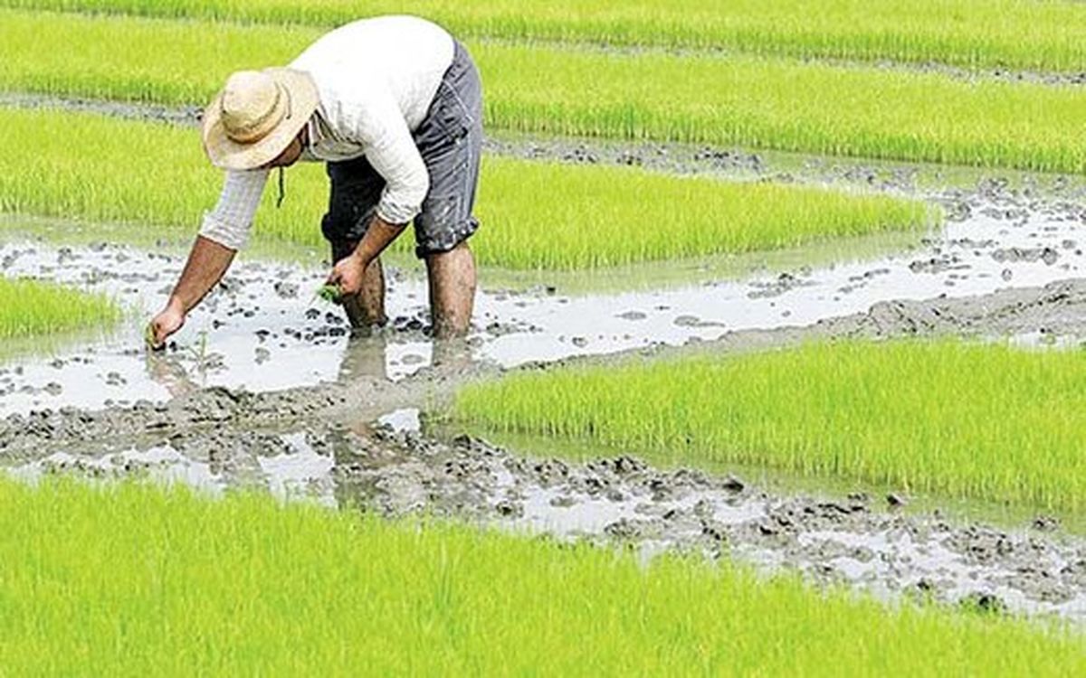 کمبود برنج تا پایان سال چقدر است ؟