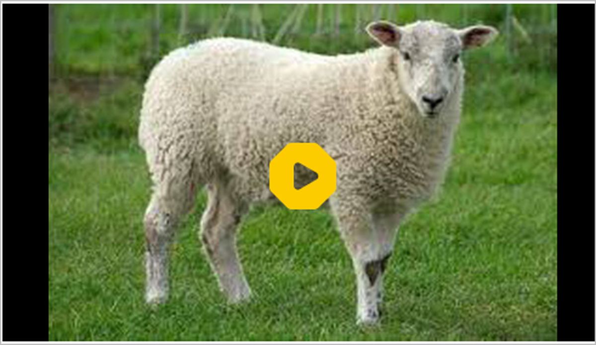 ببینید | حضور گوسفندان در فرودگاه برای حمل با هواپیما!