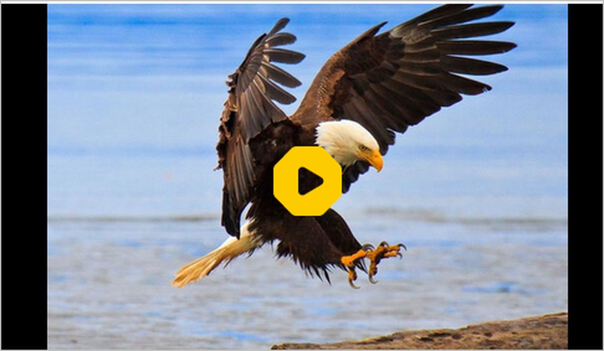 ببینید | تصویر ناراحت‌کننده برخورد عقاب با هواپیما