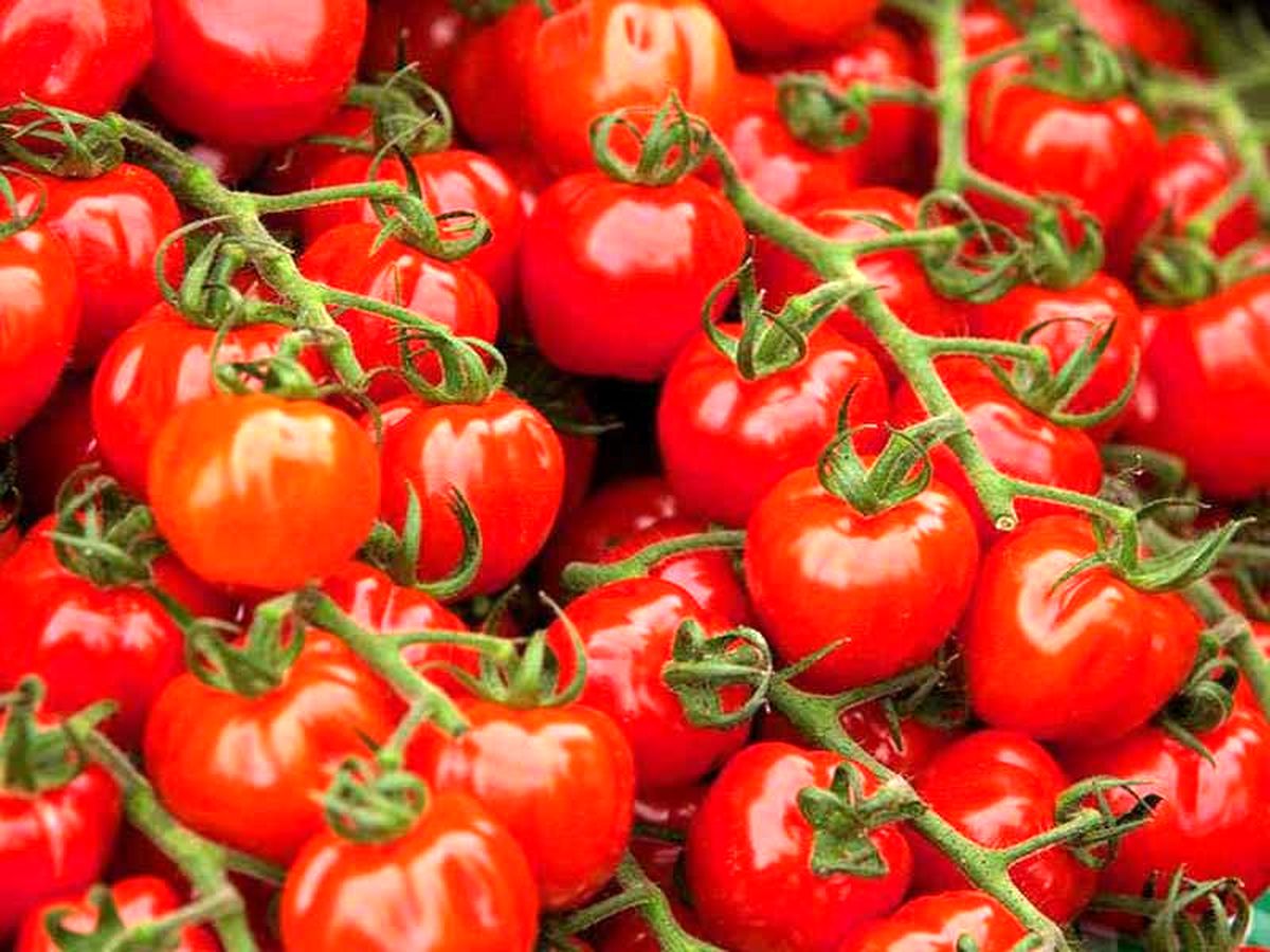 افزایش قیمت گوجه فرنگی در بازار