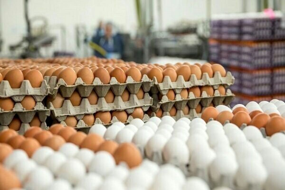 خبر مهم | ممنوعیت فروش شانه‌ای تخم مرغ   قیمت تخم مرغ بسته بندی چگونه است؟