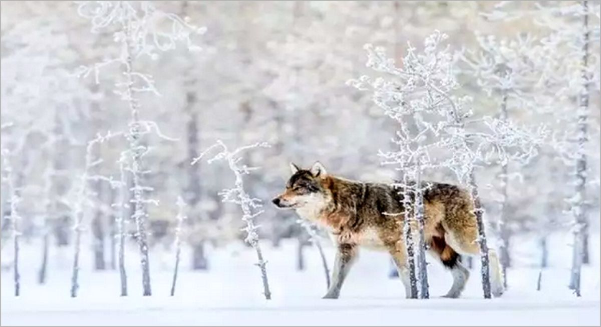 ببینید | زوزه گرگ‌ها در یک روز برفی ؛ تصویری که ندیده‌اید !
