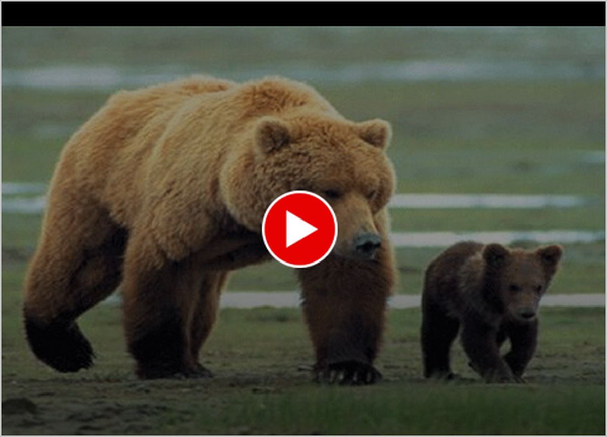 ببینید | خرسِ مادر و دو توله‌اش در کوهرنگ سوژه فیلمبردار شدند !