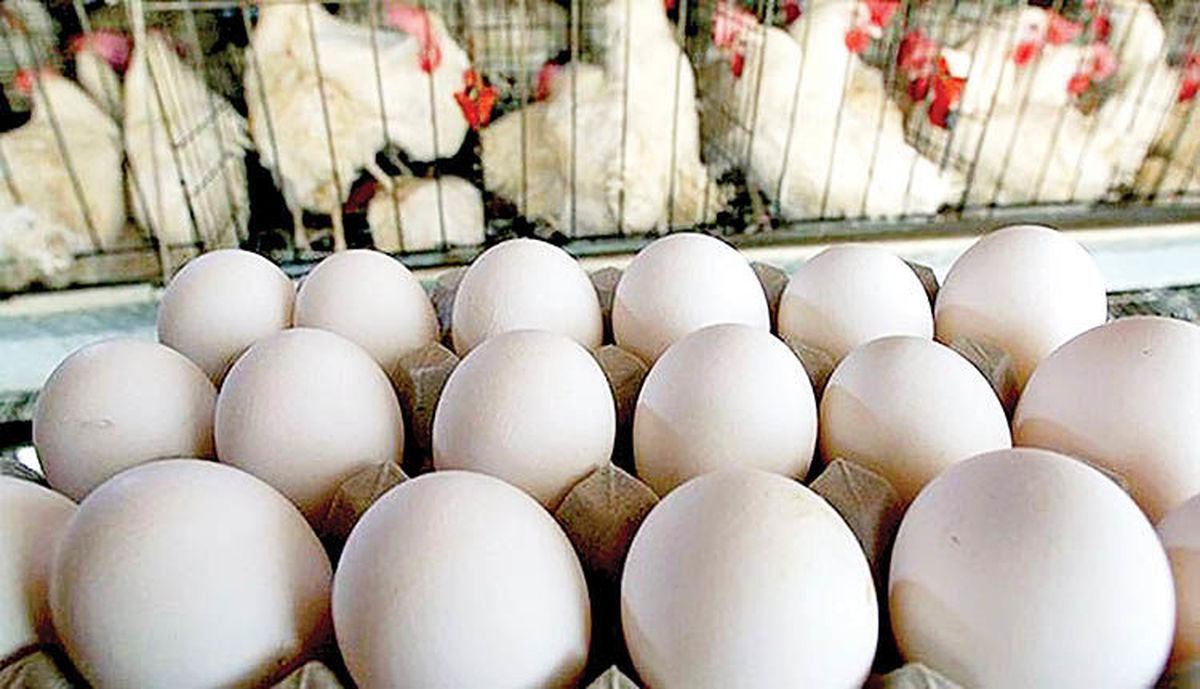 چرا مرغداران به مرغ پودر گوشت می‌دهند ؟ سیر کردن مرغ‌ها به چه قیمتی ؟!