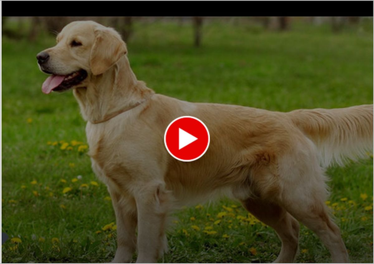 ببینید | تلاش یک سگ برای نجات توله‌هایش از زیر آوار زلزله ترکیه