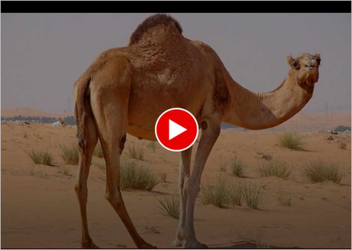 ویدیو | شترها چگونه از تپه‌های شنی بیابان بالا می‌روند ؟