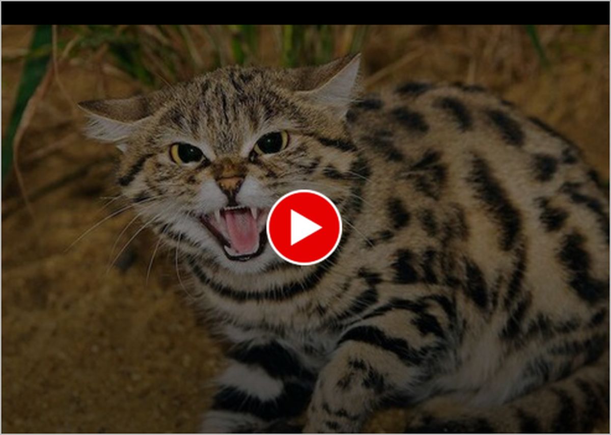 ویدیو | خصومت گربه‌ها با راننده موتورسیکلت ؛ خرابکاری به سبک گربه‌ای