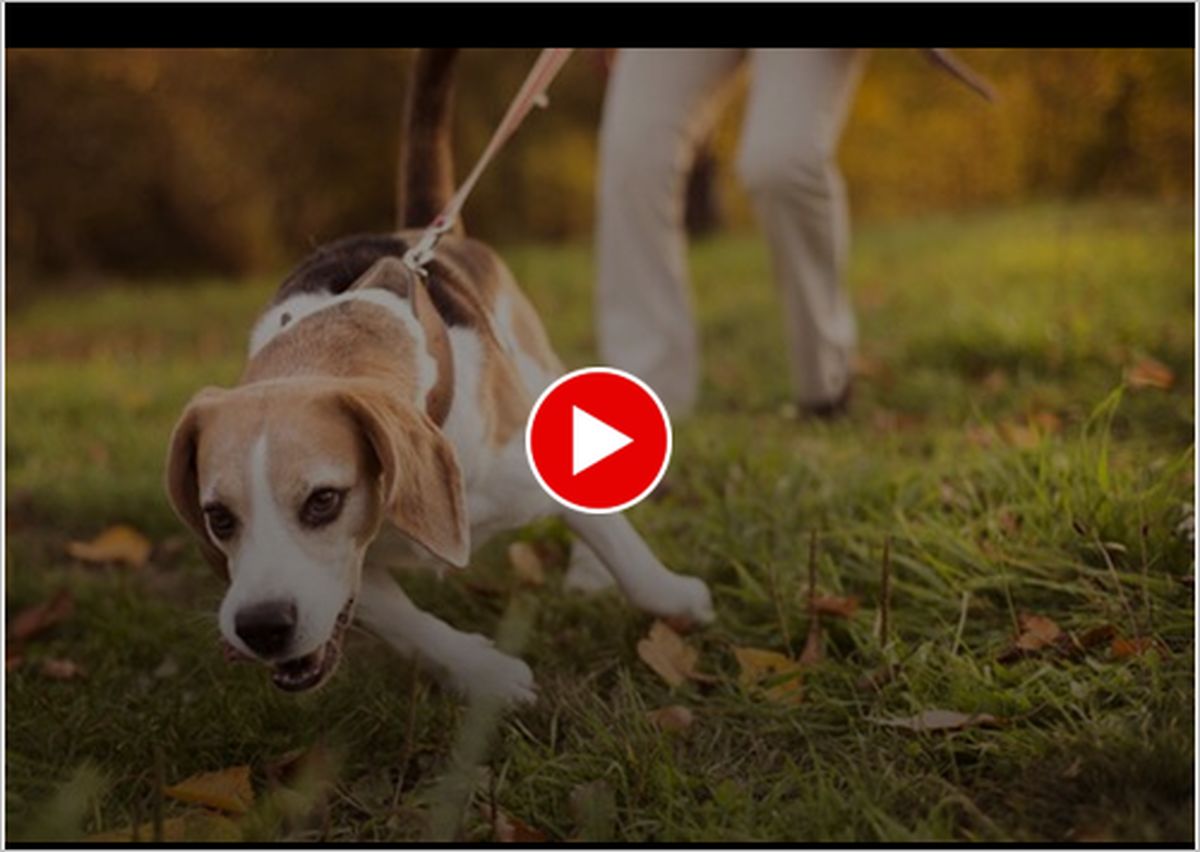 ویدیو | بازیگوشی بی‌موقع سگ برای صاحبش دردسر درست کرد