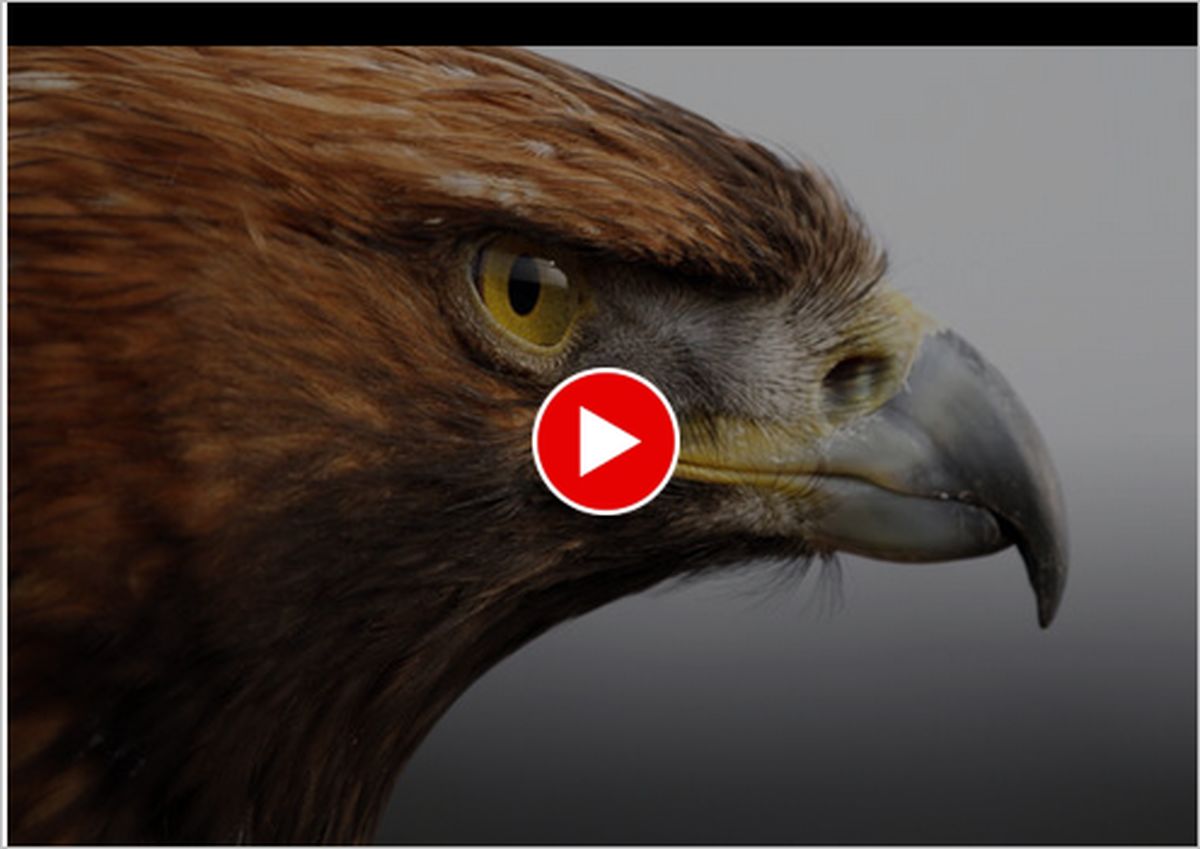 ویدیو | تصاویری عجیب از پلک زدن عقاب در نمایی آهسته