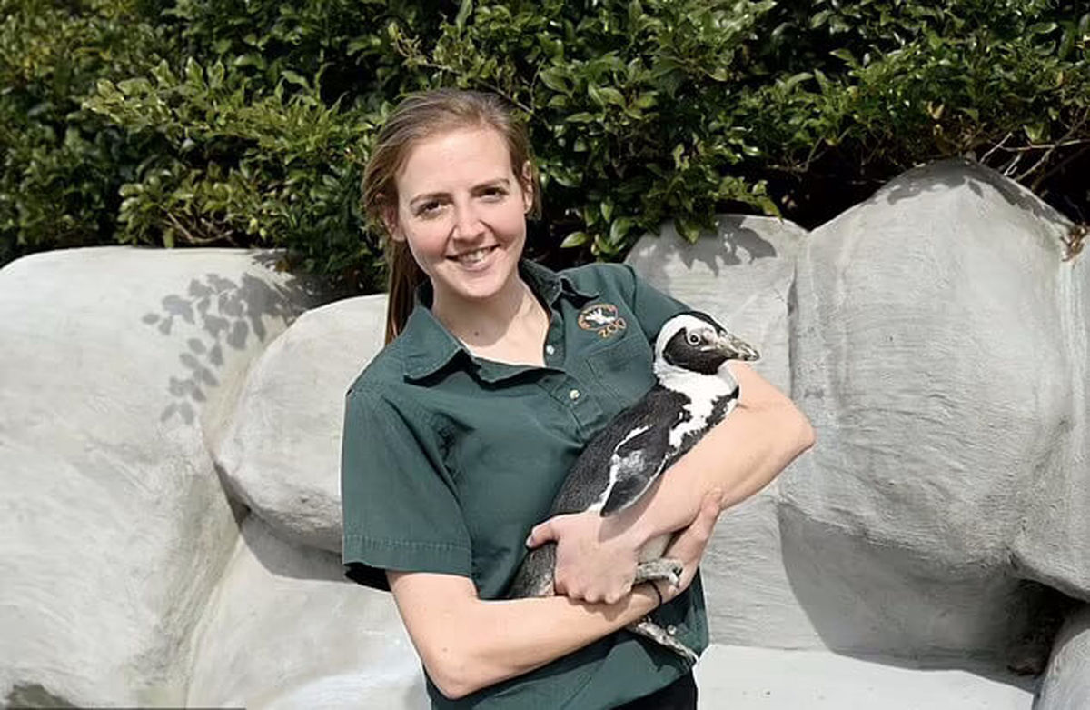 ازدواج پیرترین پنگوئن جهان با پنگوئنی 30 سال کوچکتر از خودش سوژه شد
