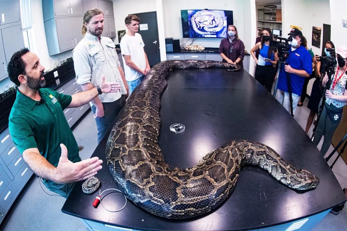 بزرگ‌ترین مار پیتون جهان با ۱۰۰ کیلو وزن در فلوریدا به دام افتاد
