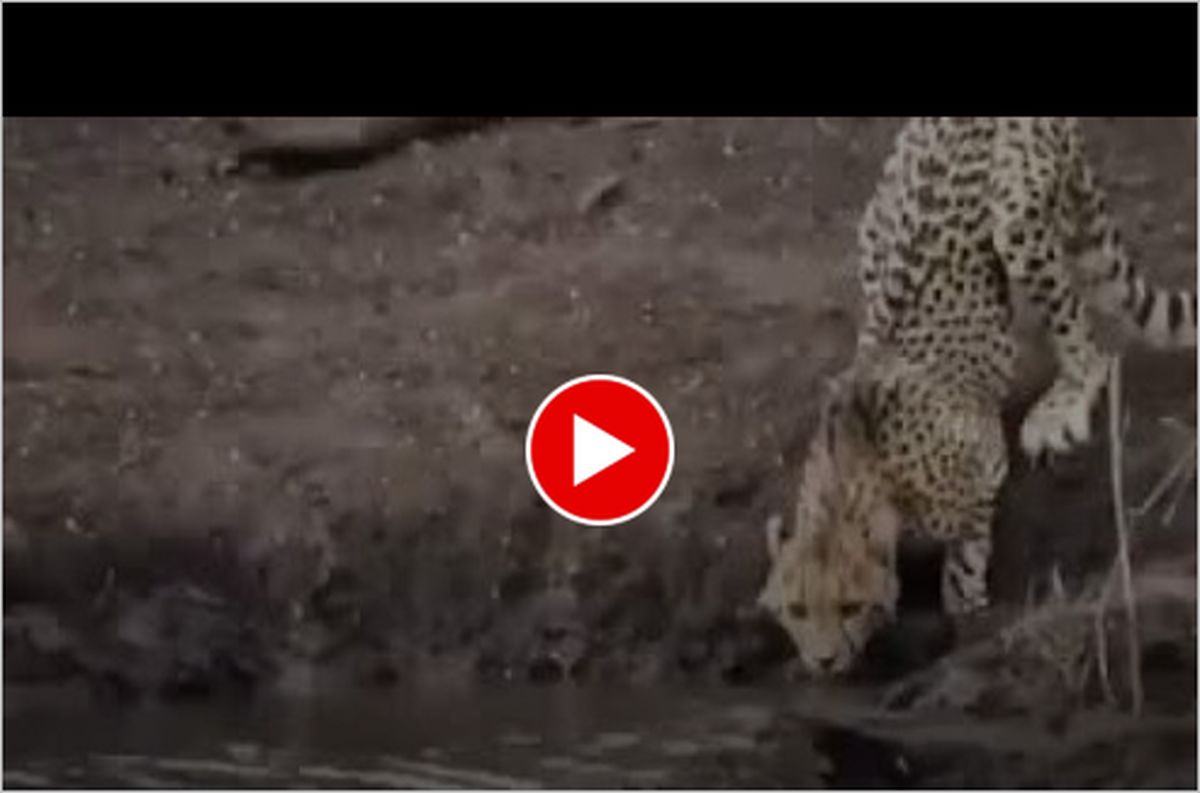 ویدیو | تمساح به یوزپلنگ هم رحم نکرد | یک شکار وحشتناک