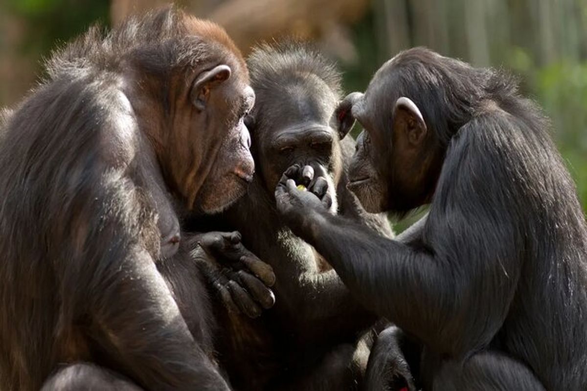 رابطه حرکات دست شامپانزه‌ها و انسان کشف شد !