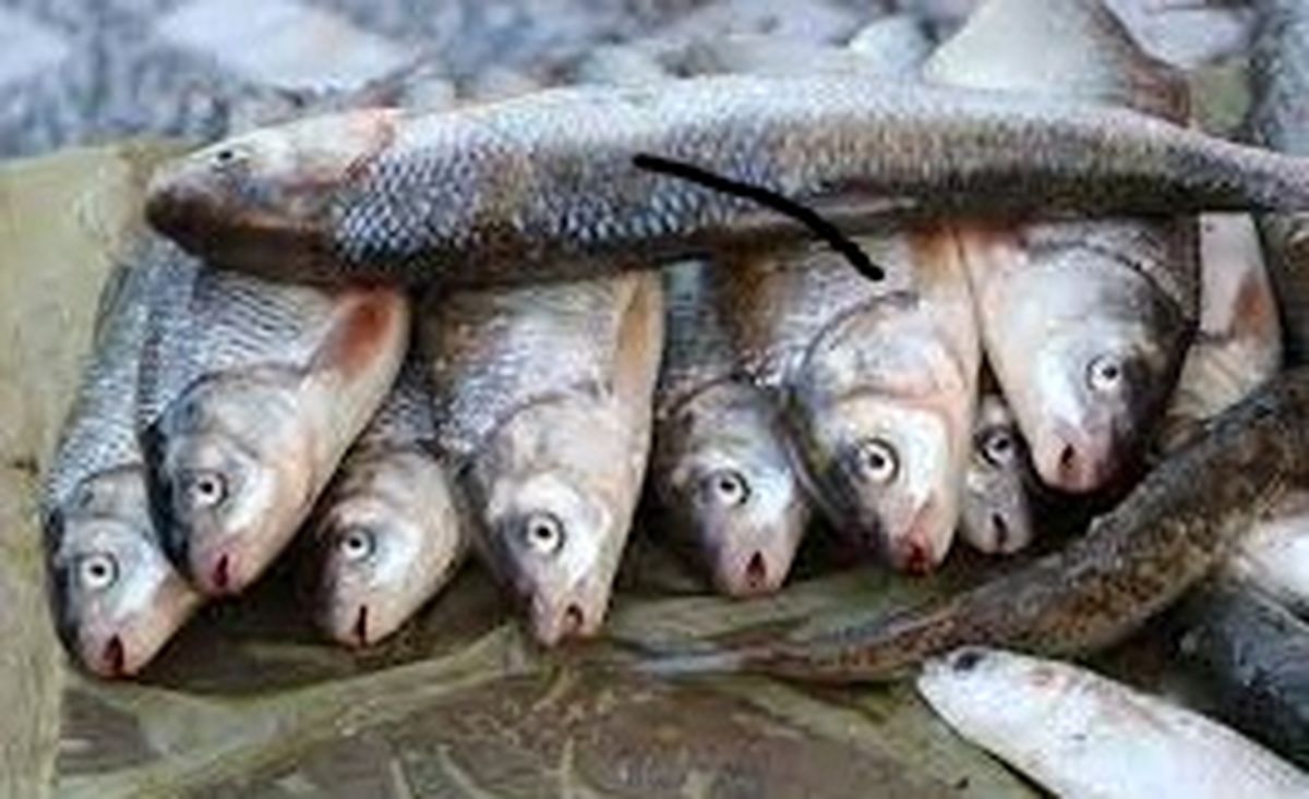 عکس | توزیع و فروش ماهی به قیمت 10 ریال آغاز شد !!
