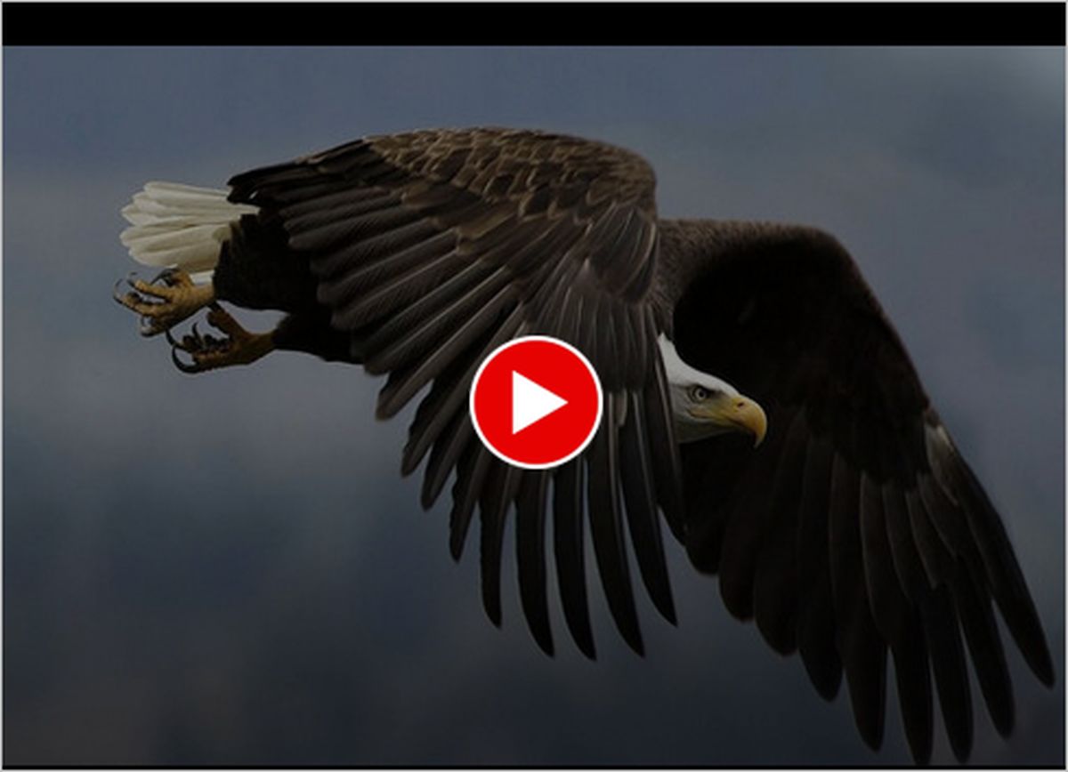 ویدیو | حمام کردن جالب یک عقاب در استخر آسمان‌خراش
