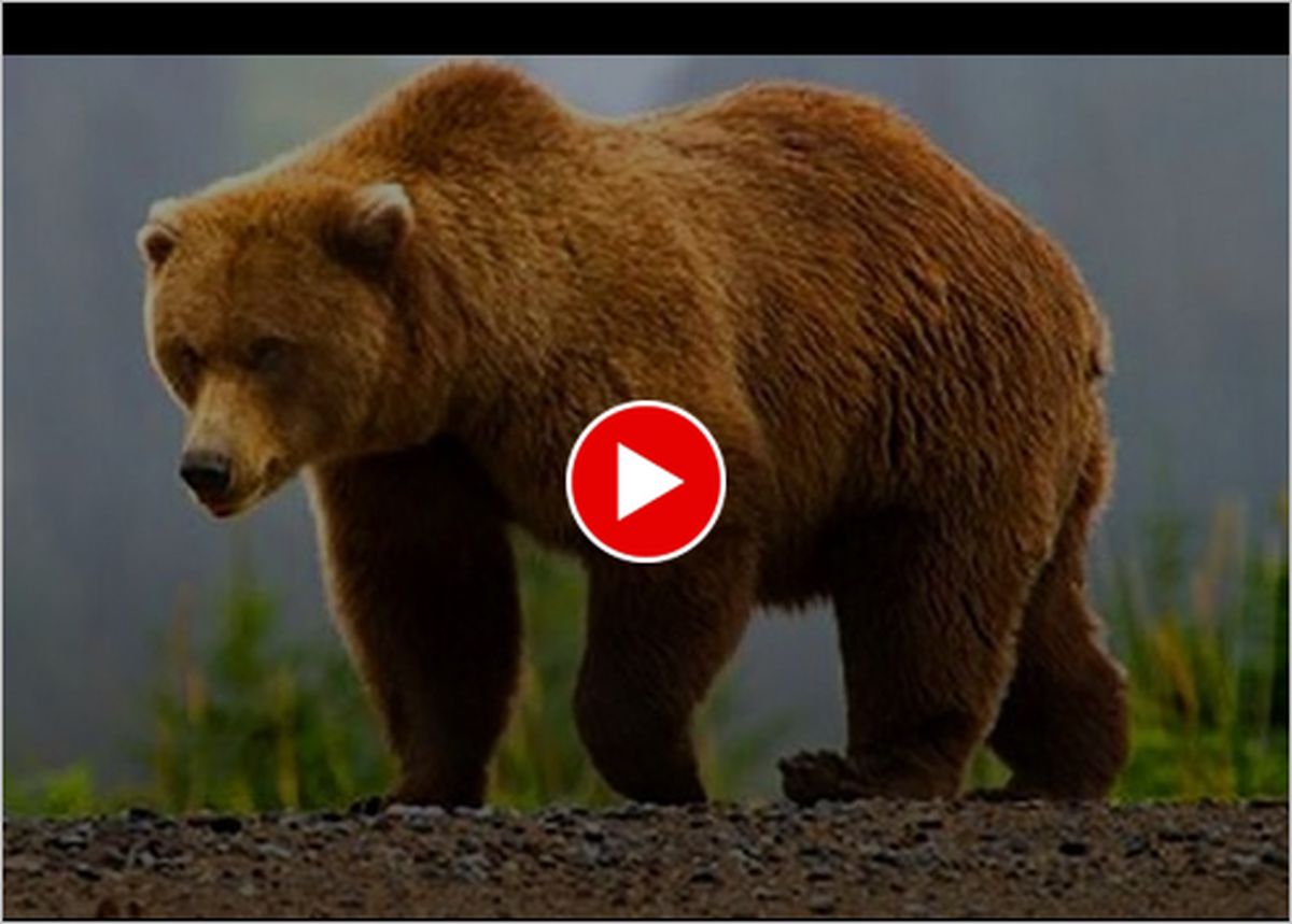 ویدیو | کالبدشکافی جالب لاشه یک خرس قهوه‌ای 3400 ساله