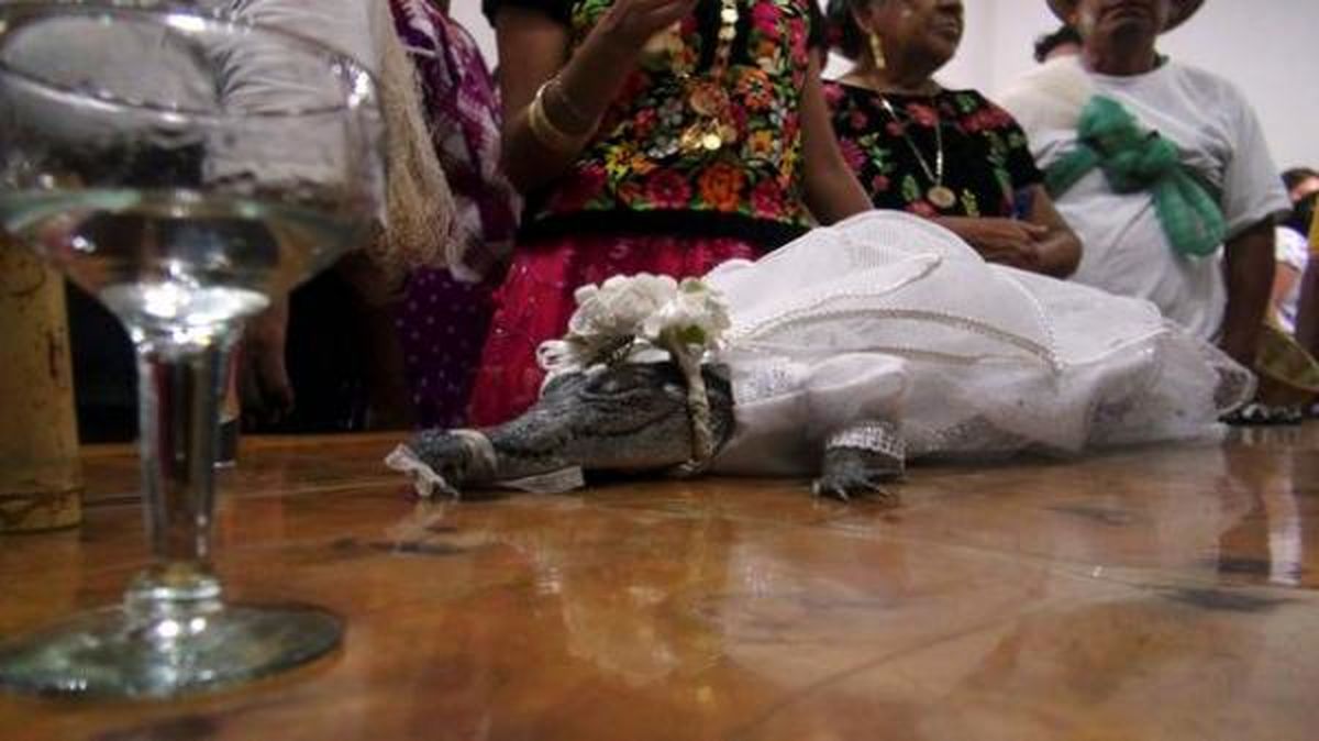 مرد جوان با یک بوسه به همسری تمساح درآمد! تمساح لباس عروس پوشید!