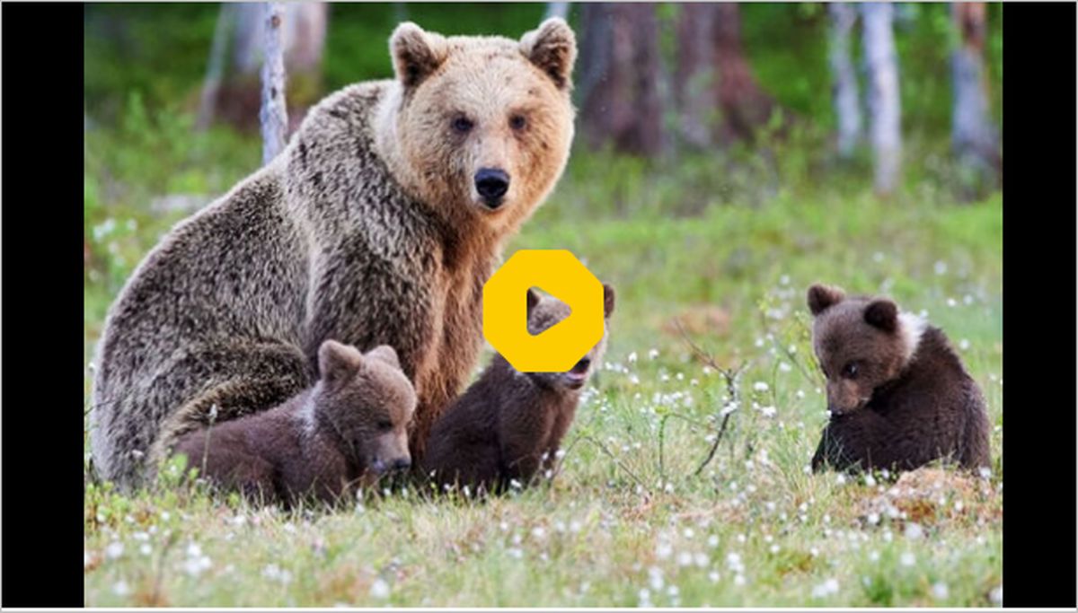 ببینید: ورود خرس و توله‌اش به یک خانه برای پیدا کردن غذا