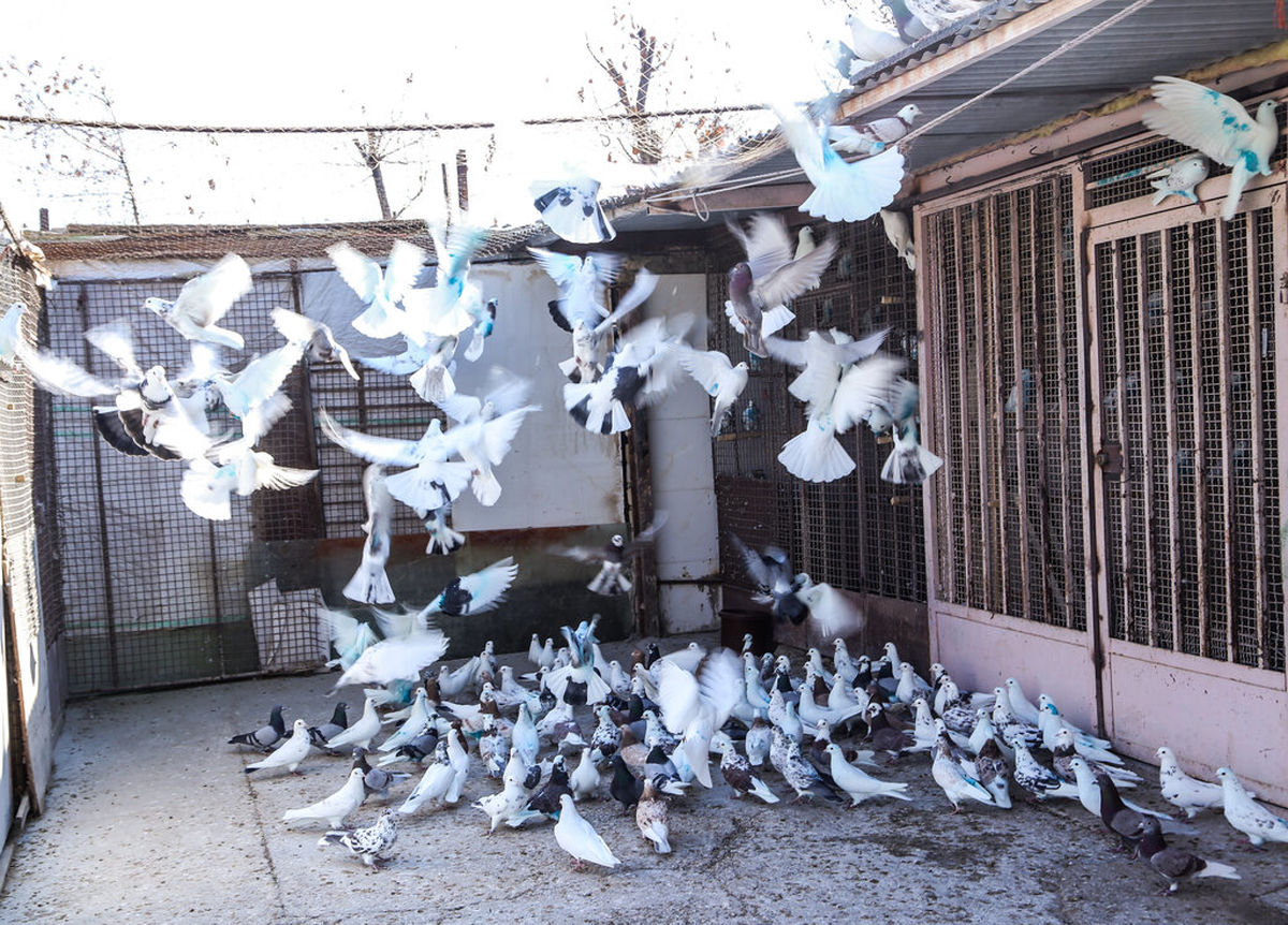 کفتربازی لاکچری در ایران  از کبوتر 14 میلیاردی تا شازده  400 میلیون تومانی