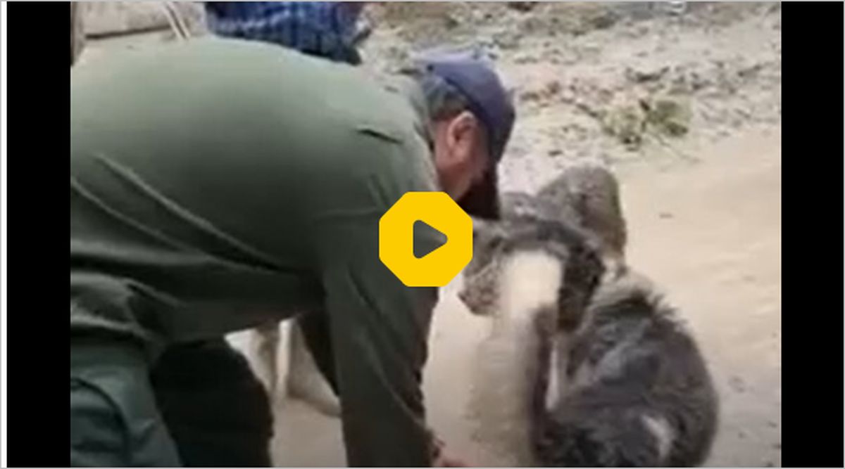 ببینید: کمک کردن آقای استاندار در حین بازدید از مناطق سیل‌زده به یک سگ