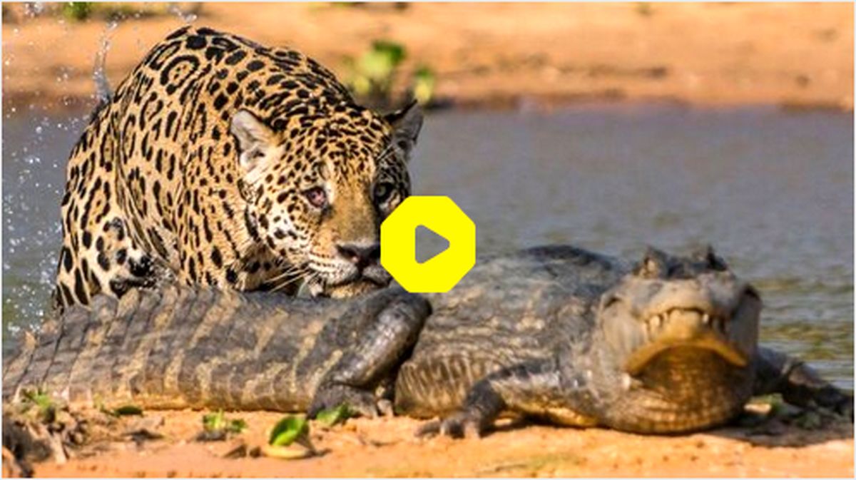 ببینید: حمله پلنگ به تمساح در حال استراحت و غافلگیری خون‌آشام معروف!