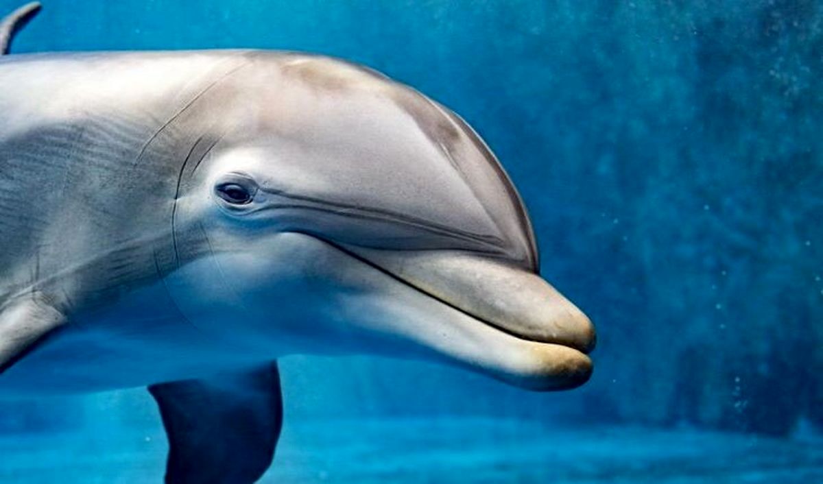 ببینید: صحنه‌هایی از زایمان دلفین در آب