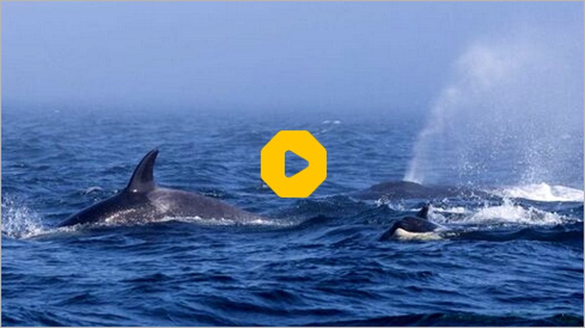 ببینید: شکارچیان به نهنگ‌ غول‌پیکر رحم نکردند!