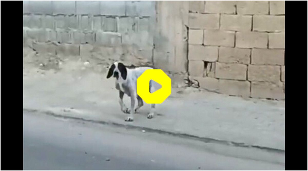 ببینید: سگی که برای گدایی و سرقت فیلم بازی می‌کند!