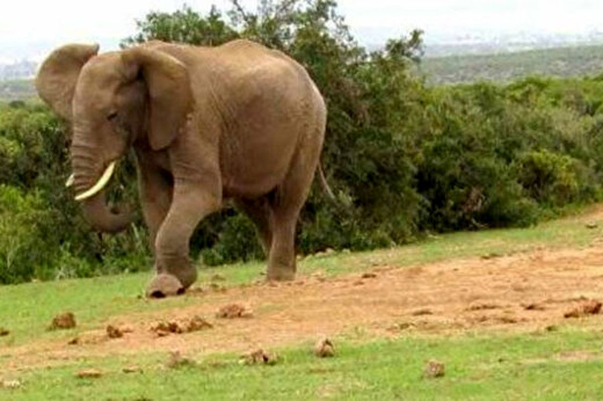 بچه فیل باغ‌وحش با پدرش آشنا شد