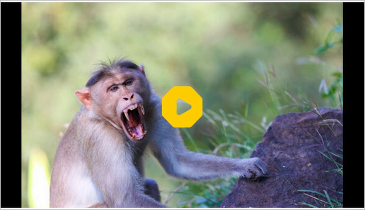 ببینید: حمله یک میمون ماده به یک بچه میمون دیگر برای انتقام فرزندش!