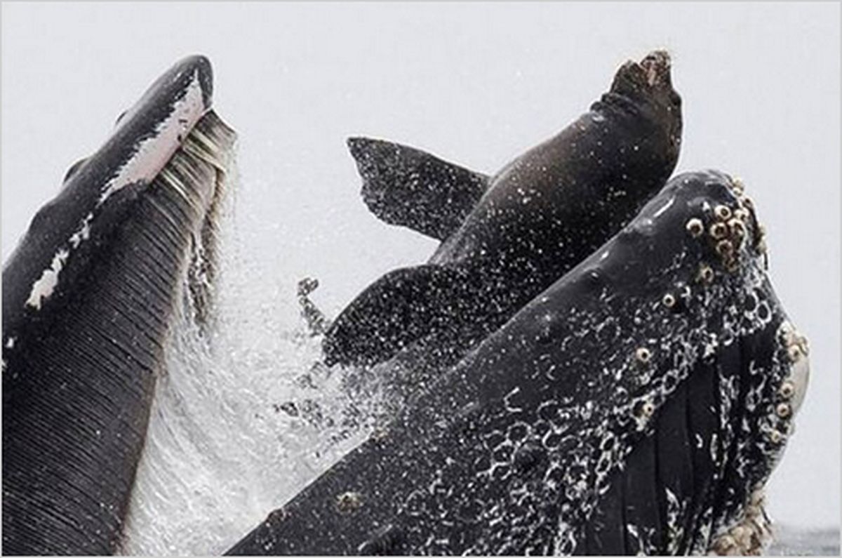 ببینید: ۲۳۰ نهنگ در ساحل تاسمانی استرالیا به گل نشستند!