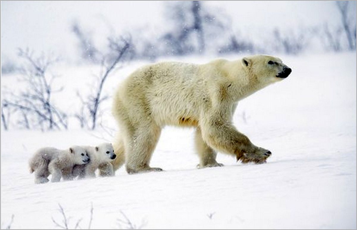 ببینید: سینه‌خیز رفتن خرس قطبی برای جلوگیری از شکسته شدن یخ‌های قطب