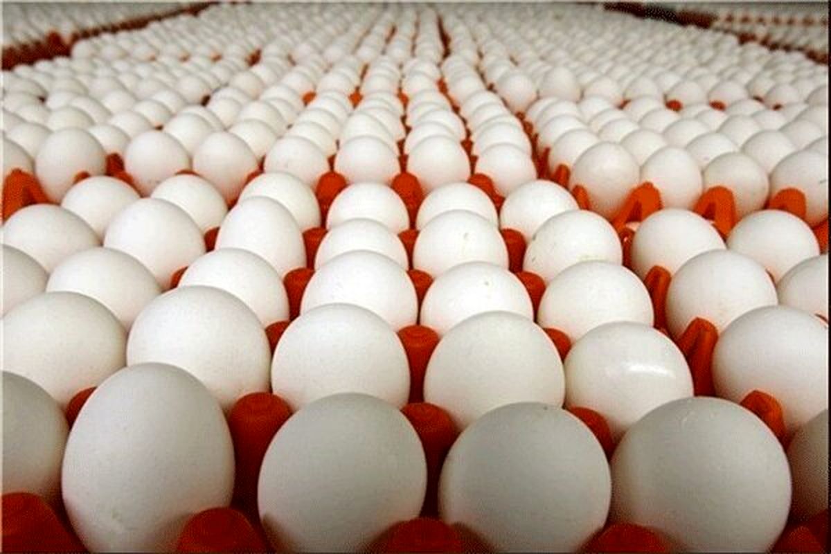 تخم‌مرغ گران نخرید/قیمت فعلی: کمتر از ۸۰ هزارتومان!