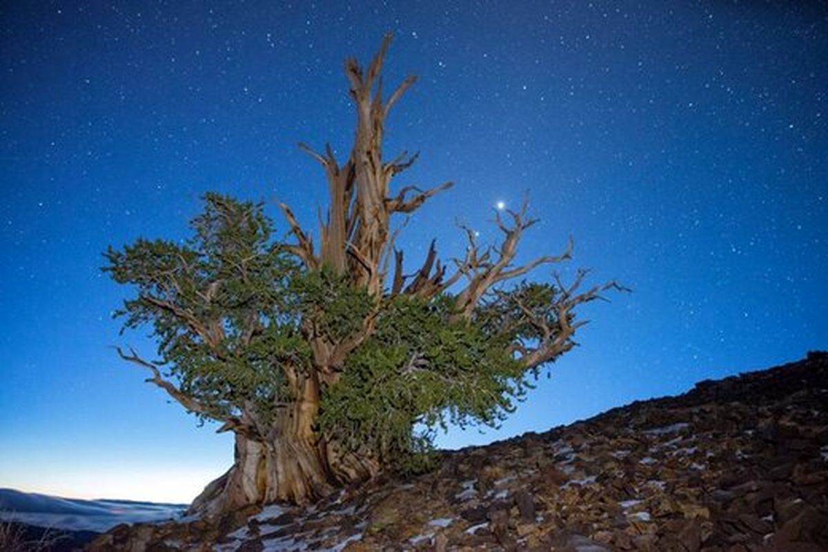 پیرترین درخت دنیا کجاست؟+عکس