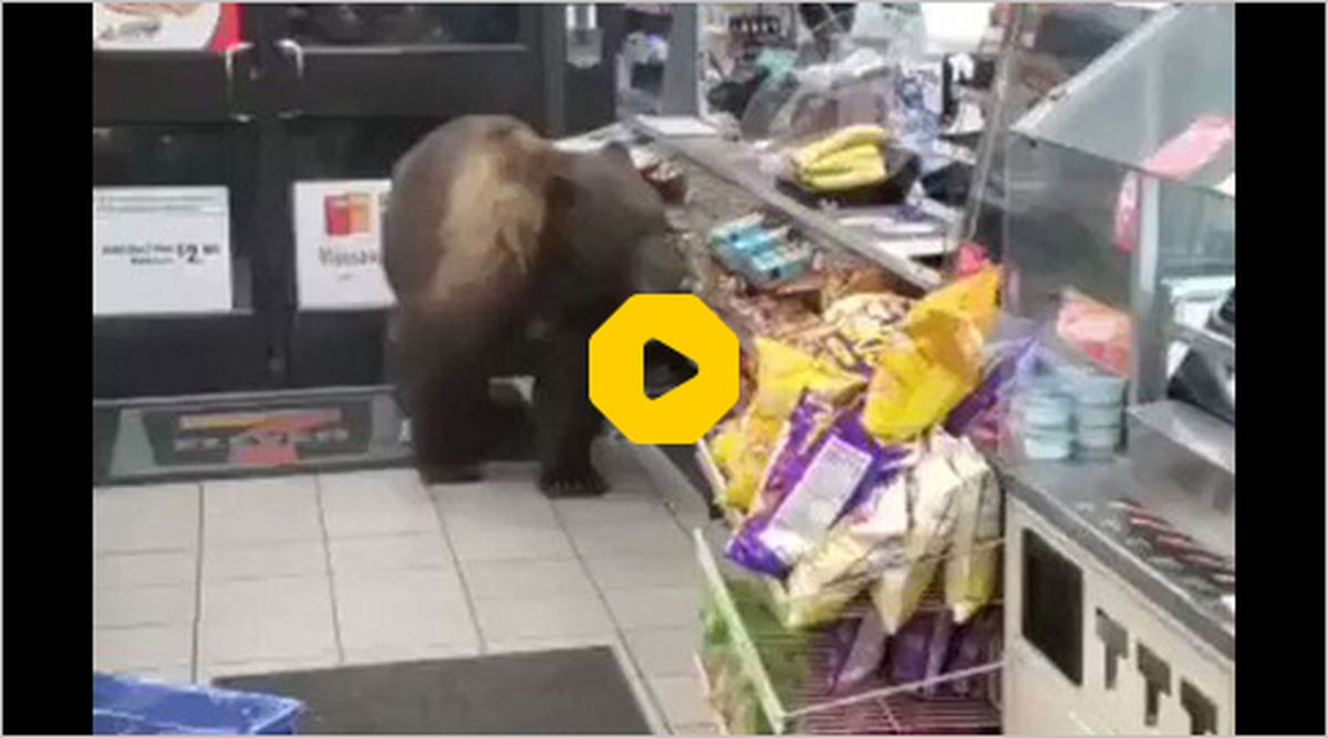 ببینید: تصاویری از دزدی خرس گریزلی از یک سوپرمارکت