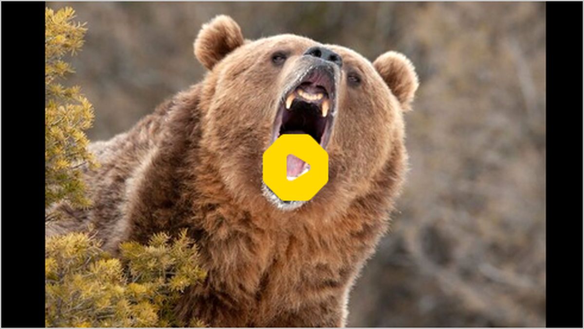 ببینید | حرکت عجیب شکارچی هنگام مواجه شدن با خرس مادر و توله‌اش