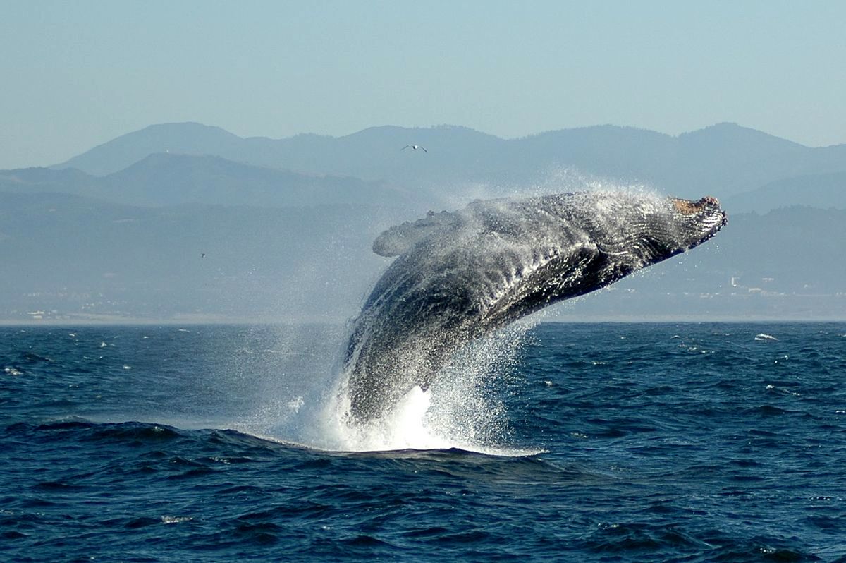 ببینید  : خوش آمدگویی عجیب نهنگ به گردشگران