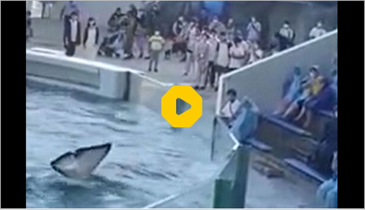 ببینید: شوخی نهنگ غول‌پیکر با تماشاچیان در باغ‌وحش دیدنی شد