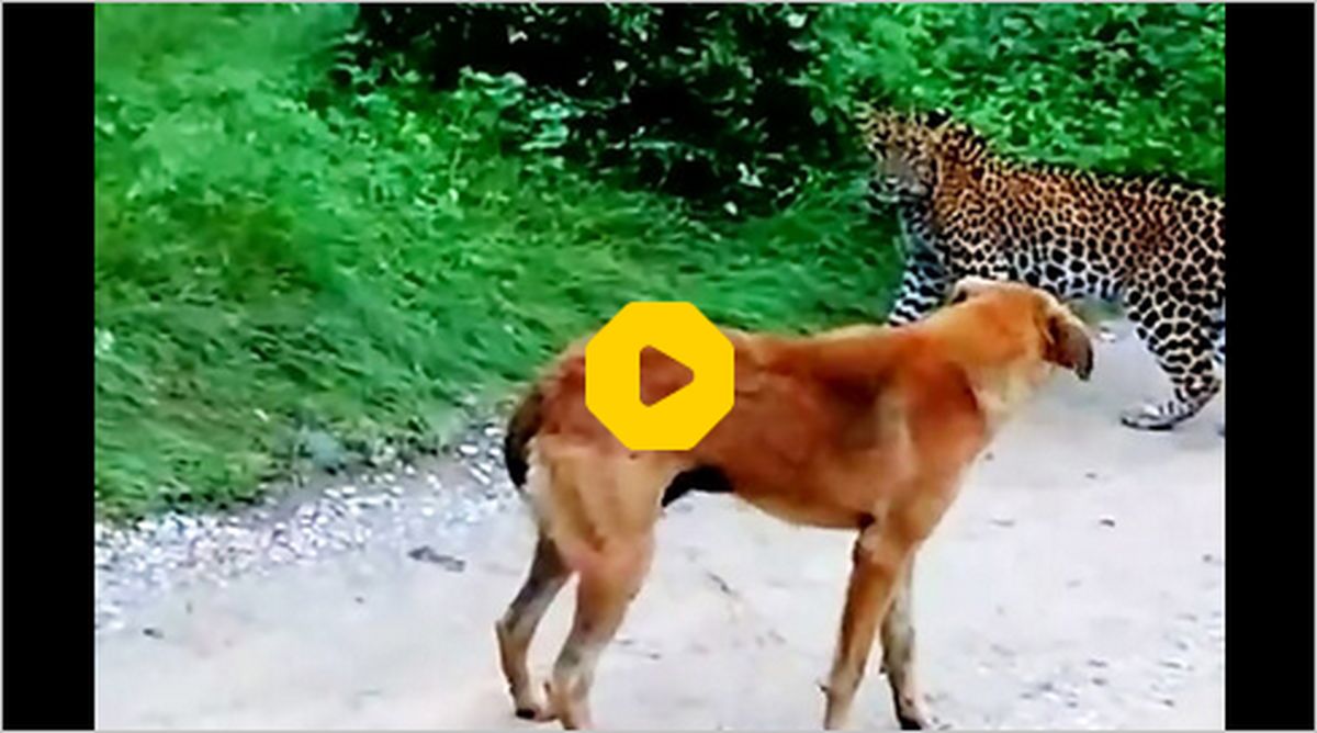 ببینید | حمله سگ مادر به یک پلنگ برای نجات فرزندش !