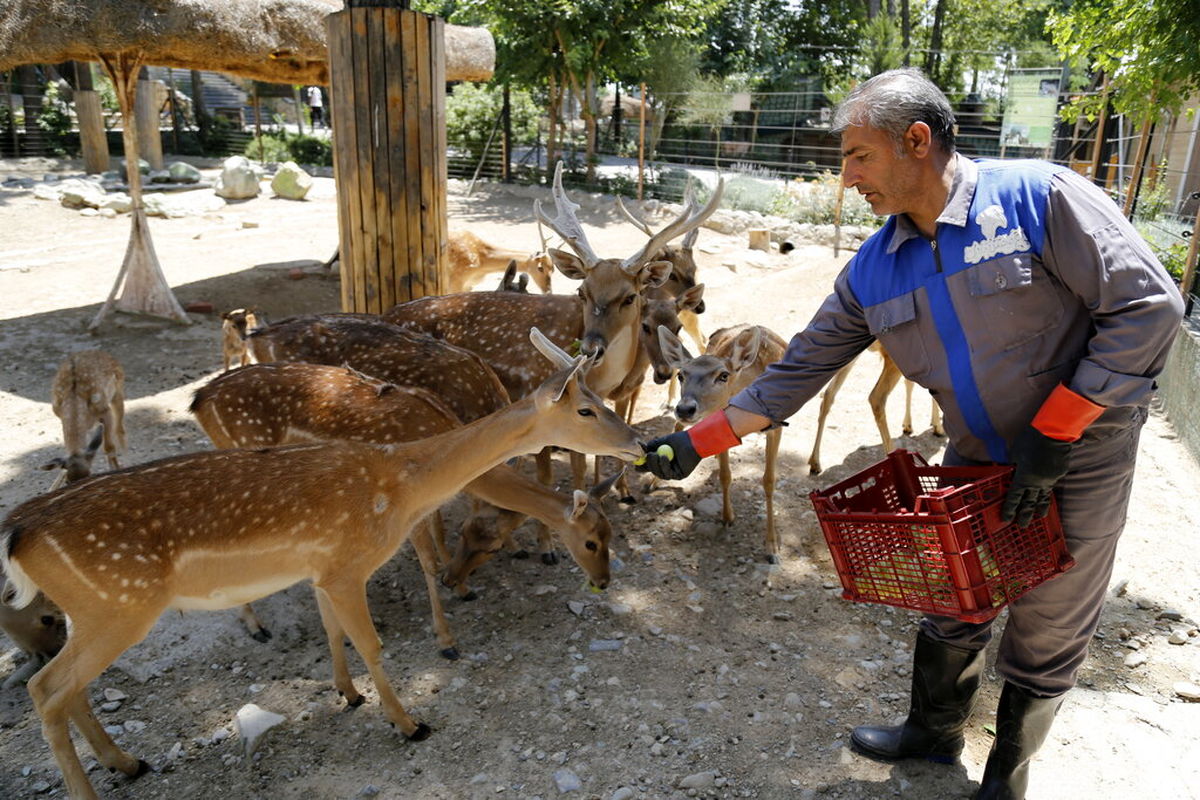 با منوی غذای لاکچری حیوانات باغ وحش تهران آشنا شوید! | پرخورترین حیوان کدام است؟