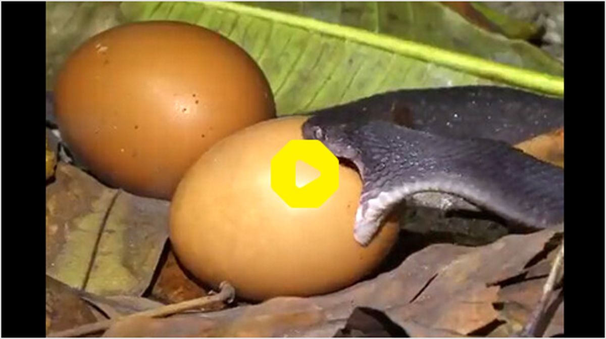 ببینید | تلاش یک مار طمع‌کار برای بلعیدن یک تخم مرغ بزرگ