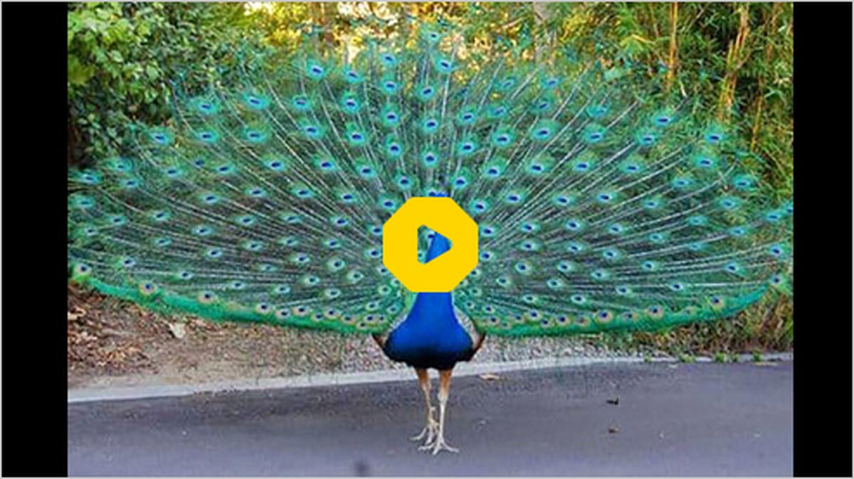 ببینید | دزدی طاووس شکمو از ظرف غذای یک زن!