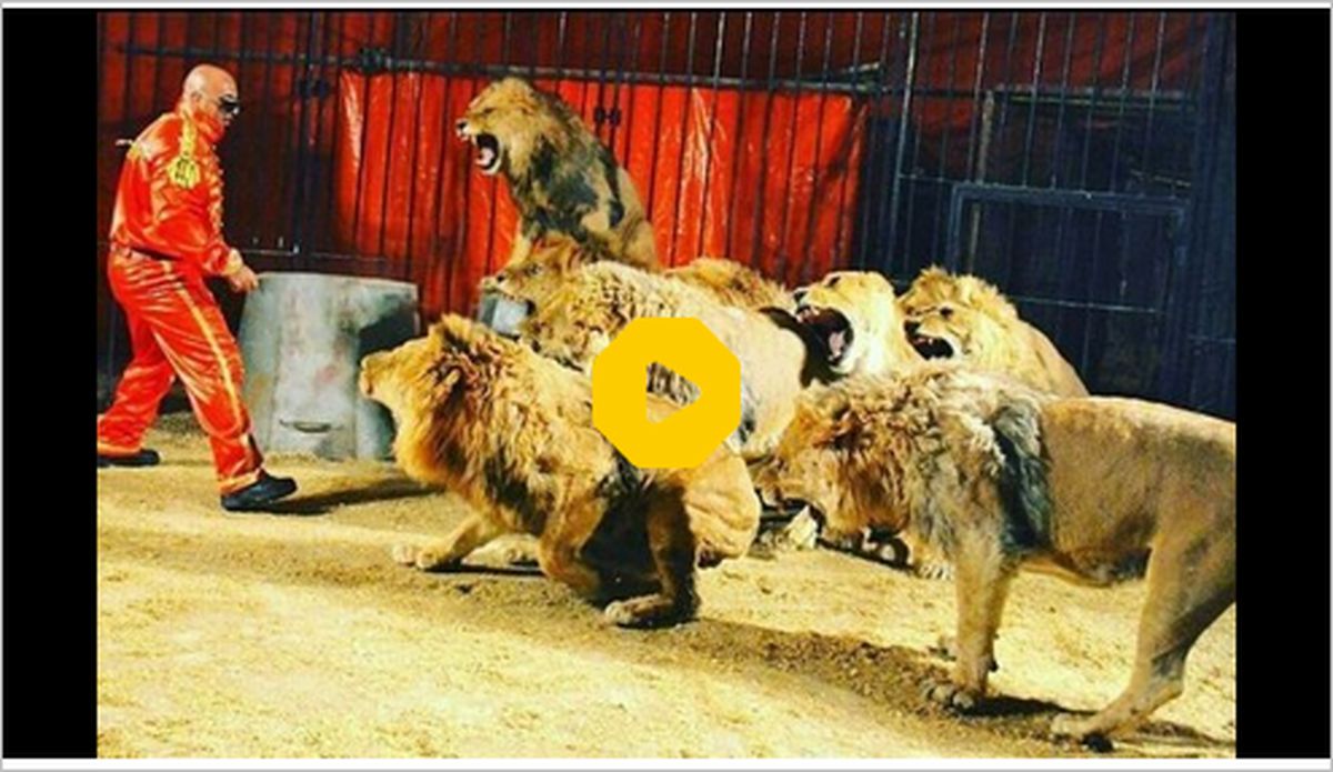 ببینید | حمله شیرها به مربیانشان در سیرک !
