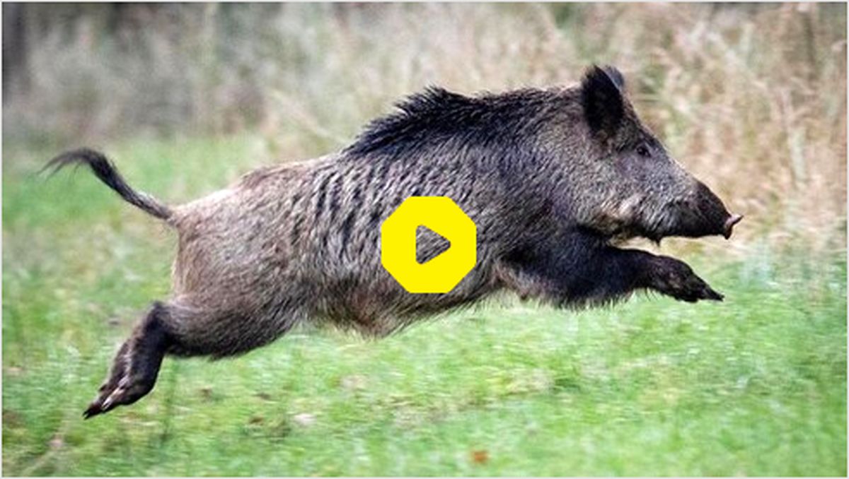 ببینید | حمله گرازهای وحشی به عکاسان حیات وحش