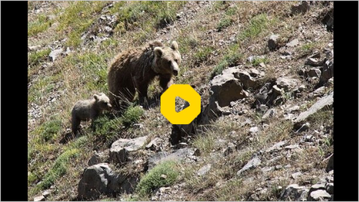 ببینید | تصاویر دیدنی از سه توله خرس به همراه مادرشان در مازندران