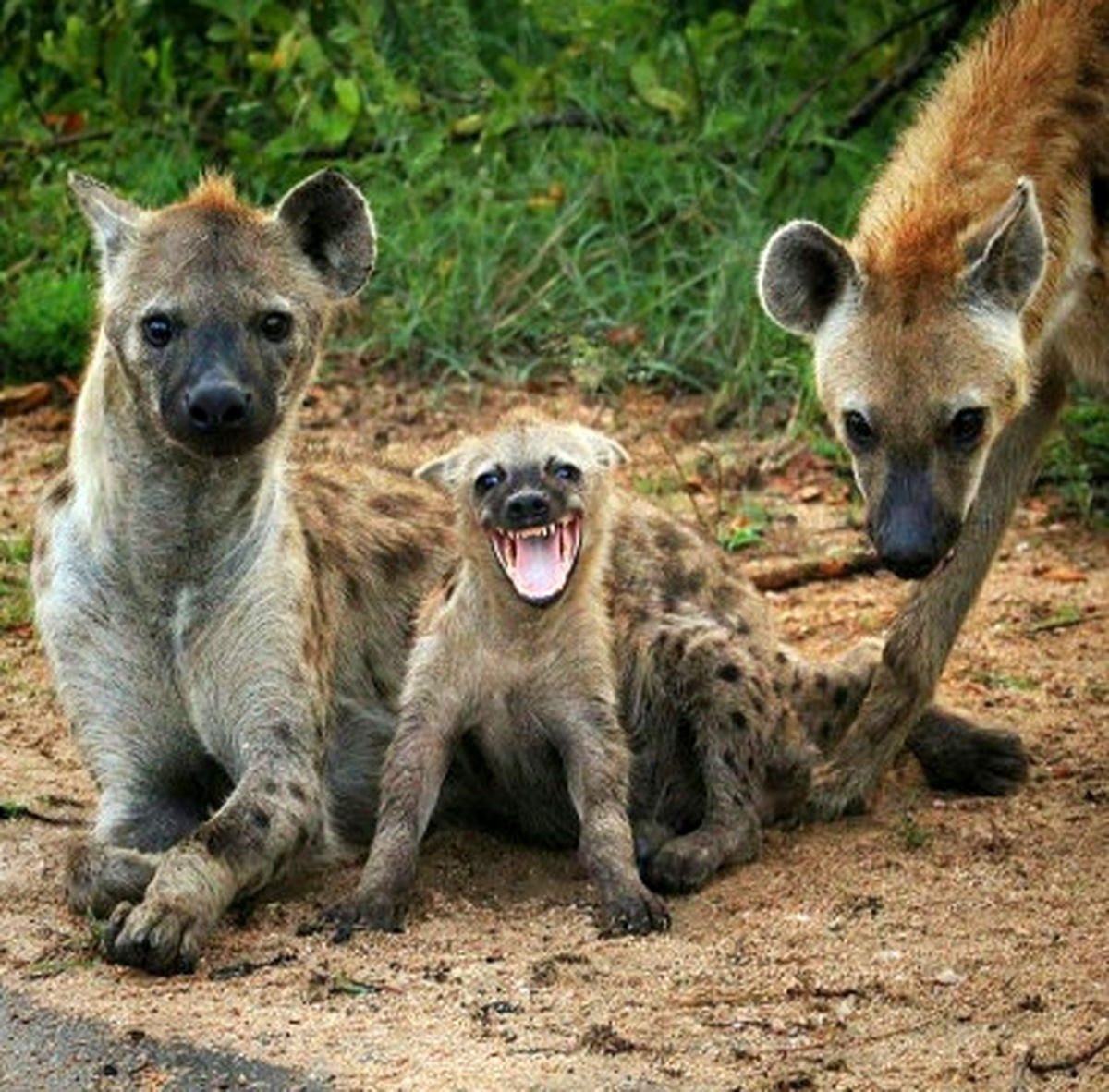 عکس خانوادگی کفتارها پربازدید شد !